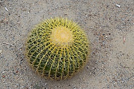 仙人掌,多肉植物,花園