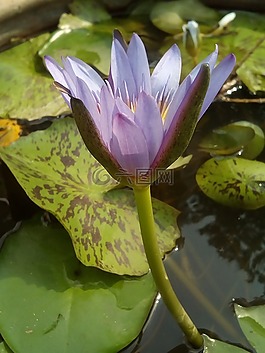 荷葉,蓮花,水廠