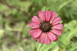 性質(zhì),花,植物
