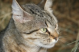 猫,观测,猫脸