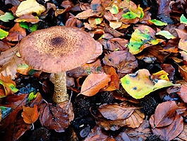 蘑菇,秋季,森林