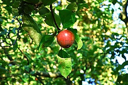 蘋果,蘋果樹,紅蘋果