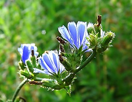 菊苣,鮮花,藍(lán)色