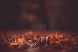 葉子,秋天,秋