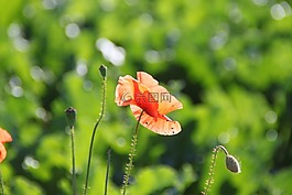 罂粟,klatschmohn,性质