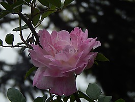 罗莎,粉红色的花瓣,日落