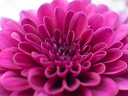 粉紅色,花,盛開