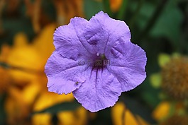 紫色花,植物,花園