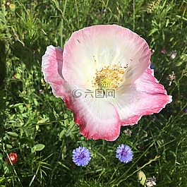 花,花的,自然