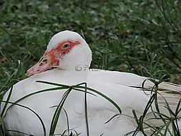 性質(zhì),鳥,戶外活動(dòng)