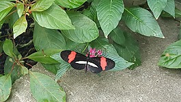 蝴蝶隆威,自然,蝴蝶