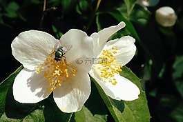 梅花,飛,昆蟲(chóng)