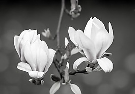 花,植物區(qū)系,自然