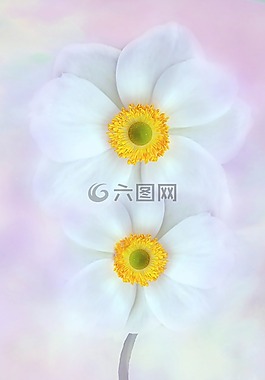 鮮花,宏,春天