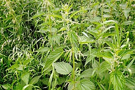 夏天草地,蕁麻,高草