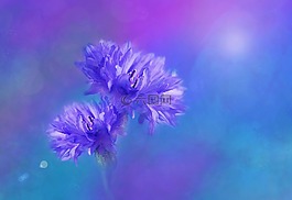 鮮花,矢車菊,藍色