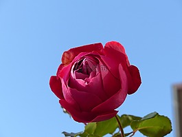 玫瑰,花,紅色