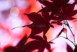 楓葉,秋季,葉子