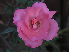 花玫瑰地毯,花,自然