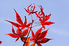 楓葉,秋季,葉子
