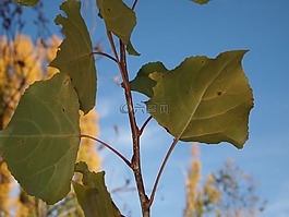 葉,性質(zhì),生態(tài)學(xué)