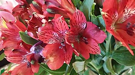 紅色,自然,花園