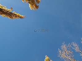 天空,藍(lán)色,楊樹