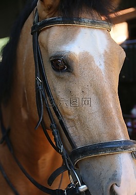 馬,動物,這匹馬