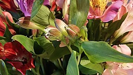 芽,鮮花,葉