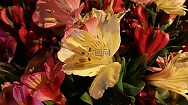 黃色,紅色,自然