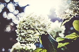 鮮花,花瓣,盛開