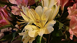 花,黃色,花瓣