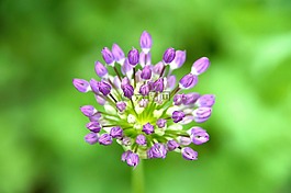 大蒜,花園,工廠