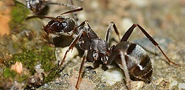昆虫,蚂蚁,serviformica