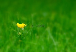 花,草地,指出花