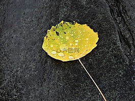 秋季,葉子,石