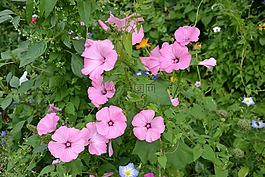 豐富多彩的品種,鮮花,美麗