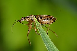 昆蟲,bug,半翅目
