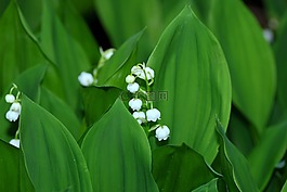 花,鈴蘭,春天