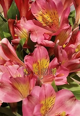 粉紅色,鮮花,黃色