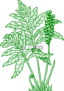 蕨类植物,植物,自然