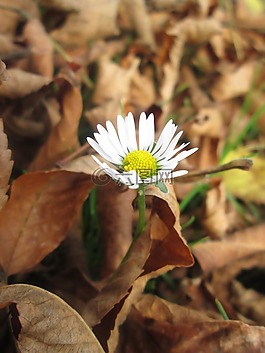 片,雛菊,花卉