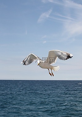 海鷗,藍(lán)藍(lán)的天空,自由