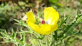 自然,花,植物區(qū)系