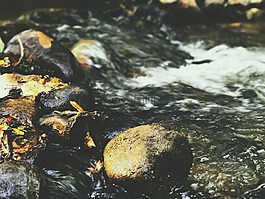 河,森林,水