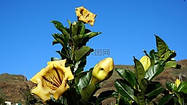 鲜花,植物,加那利群岛