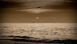 日落,海,海鷗