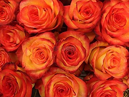 玫瑰,芽,布魯姆