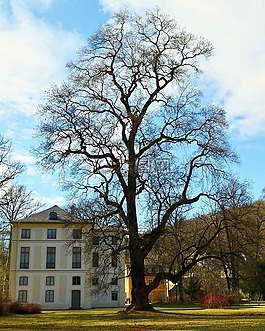 樹,木,的greizer公園