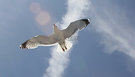海鷗,藍藍的天空,自由